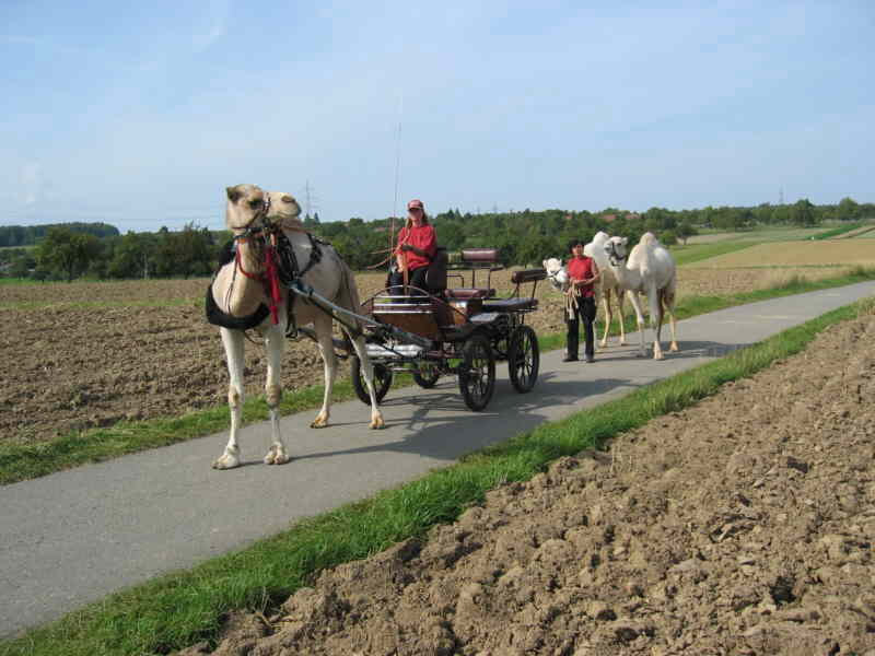 Kutsche.jpg